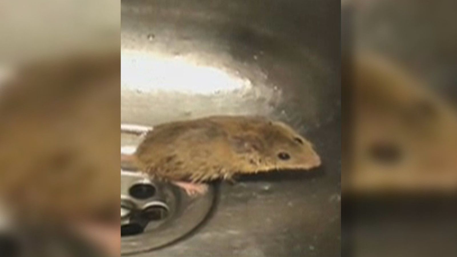 Ratas en el parque de bomberos de Alcobendas