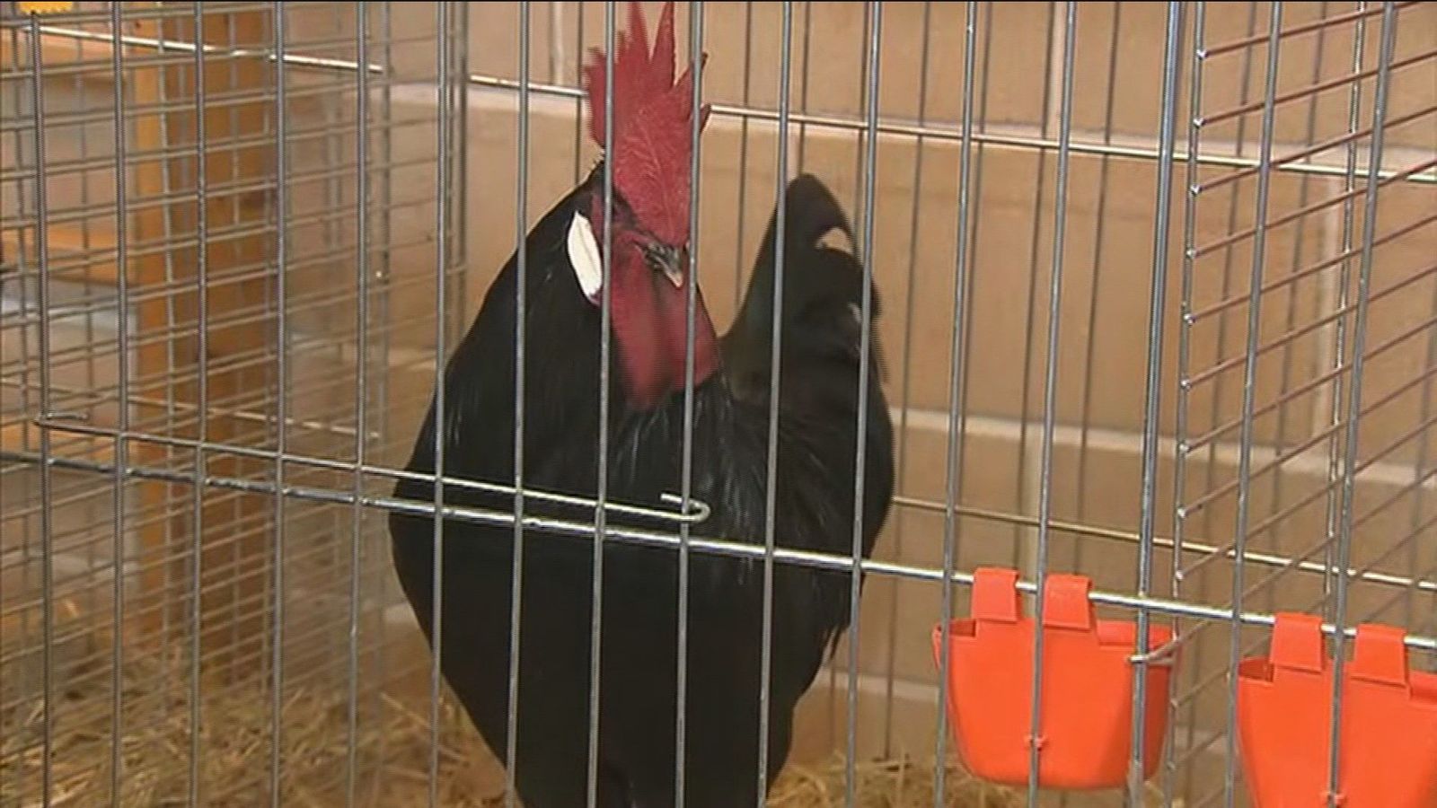 Más de 1.300 aves y criadores nacionales en la V Feria Avícola de Brunete