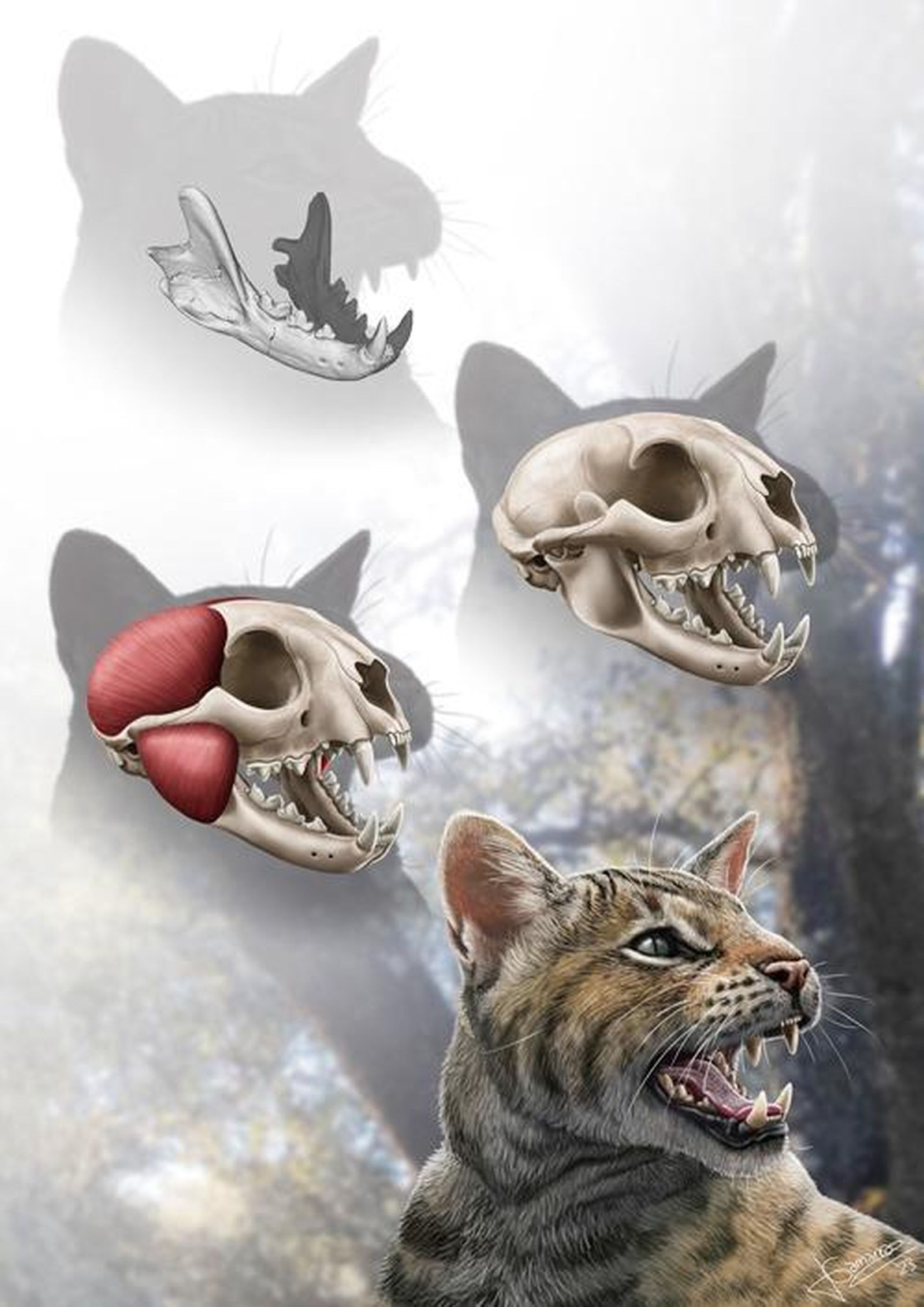 'Magerifelis peignei'