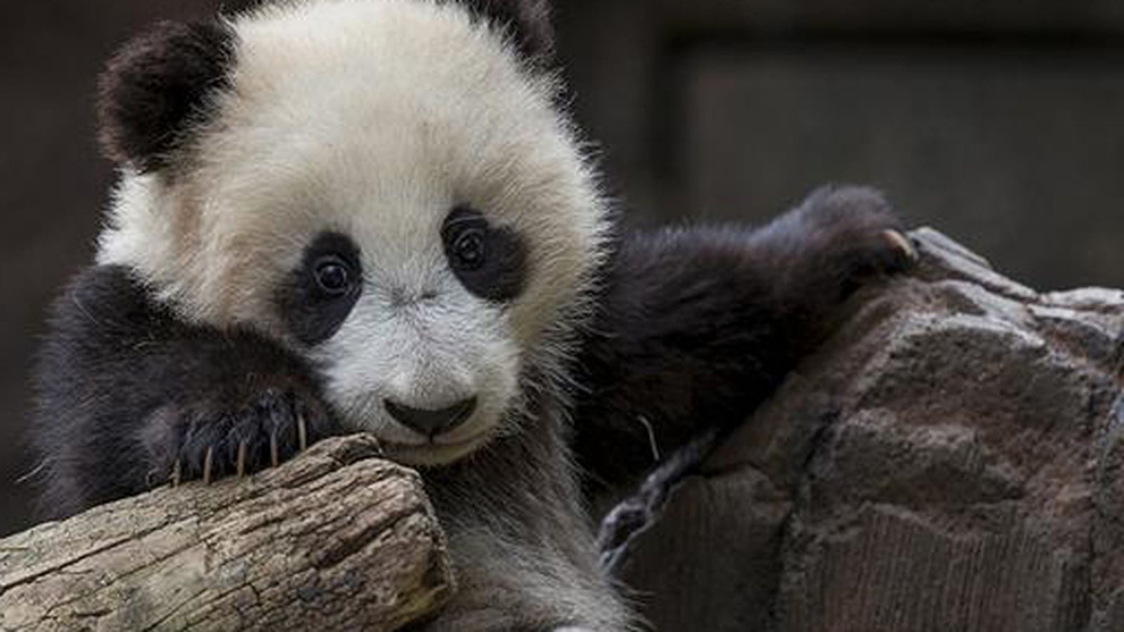 Oso Panda