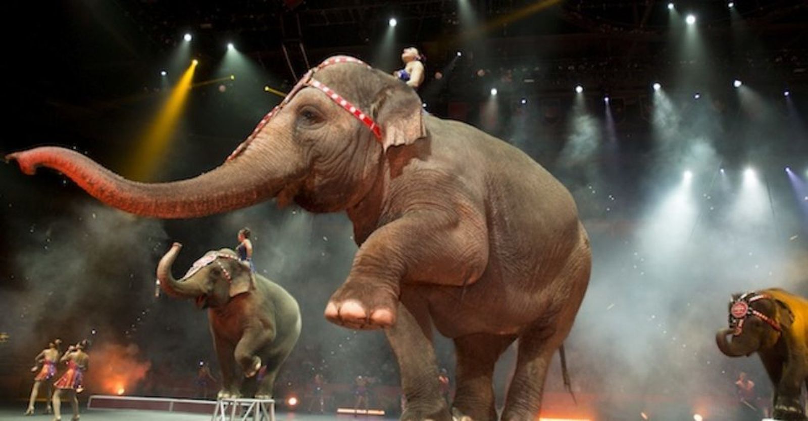 Carmena prohíbe los circos con animales salvajes