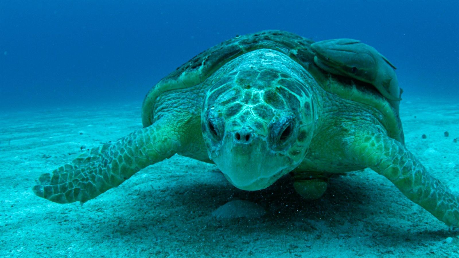 'Planeta azul salvaje' se zambulle en las maravillas de los océanos