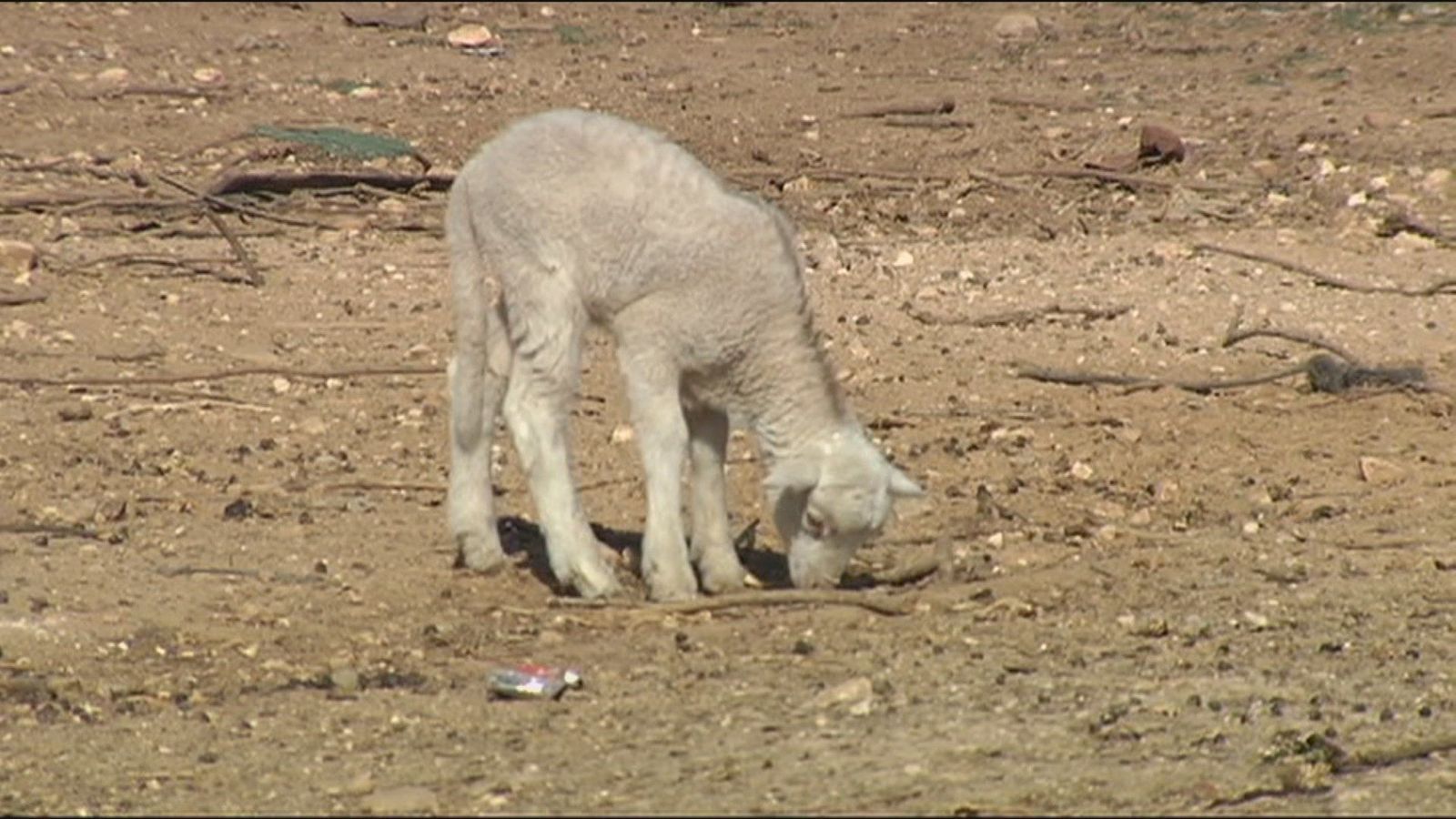 La falta de pastos por la sequía obliga a los ganaderos a comprar piensos para los animales