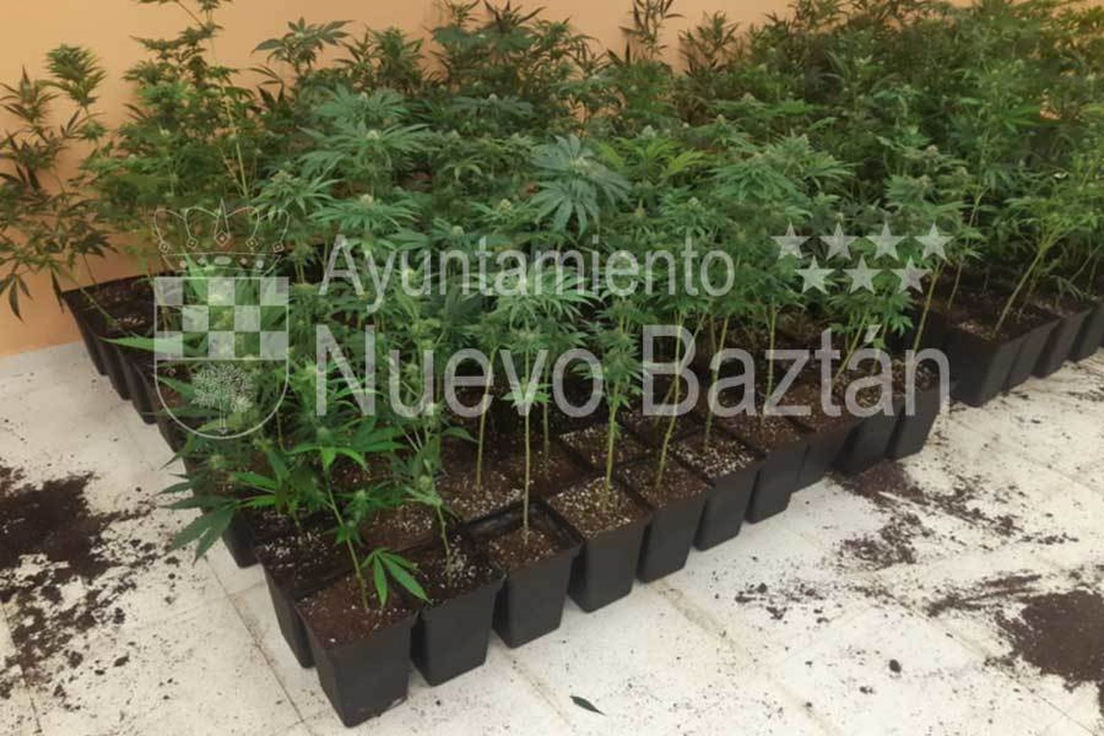 Plantas de marihuana intervenidas en un chalet de Nuevo Baztán