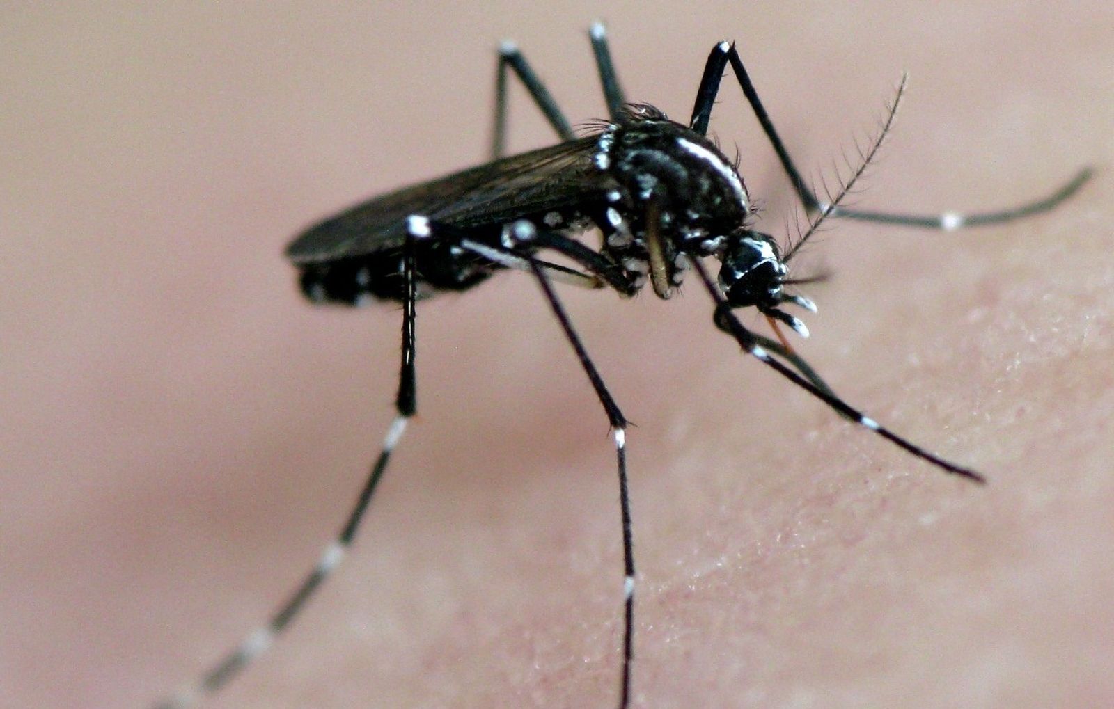 Dengue por mosquito tigre