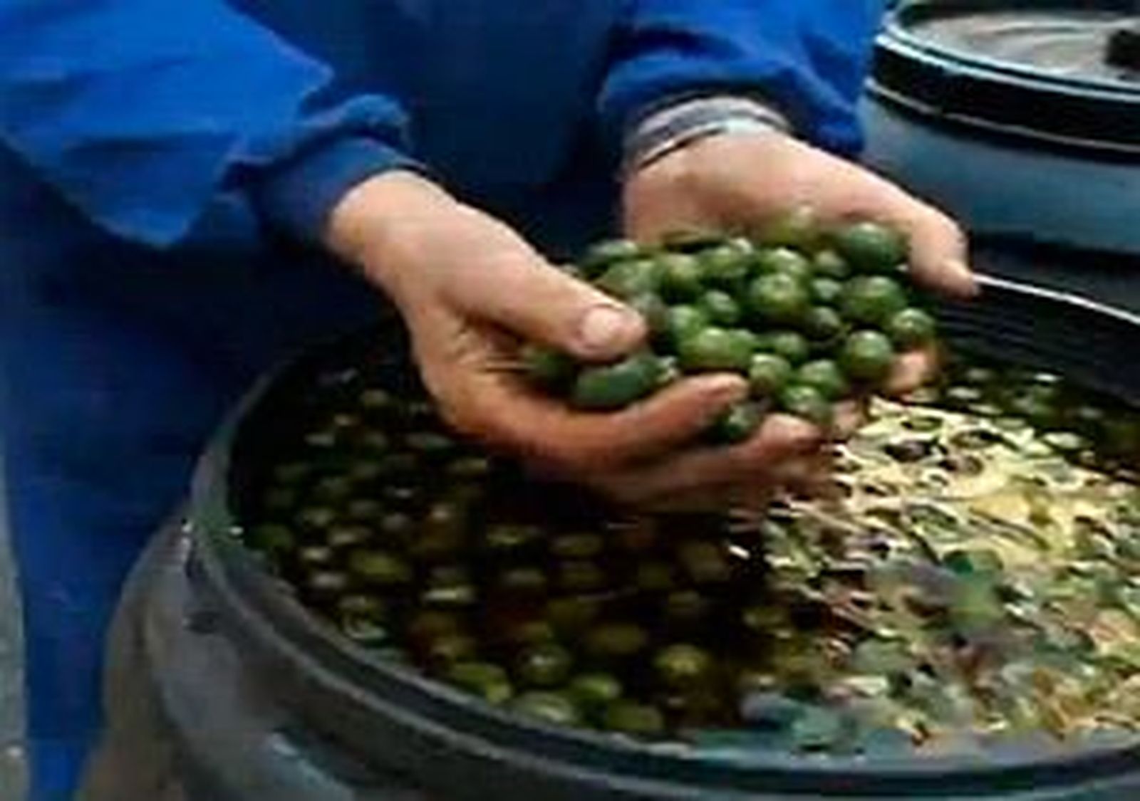 Saborea Madrid: las aceitunas de Campo Real