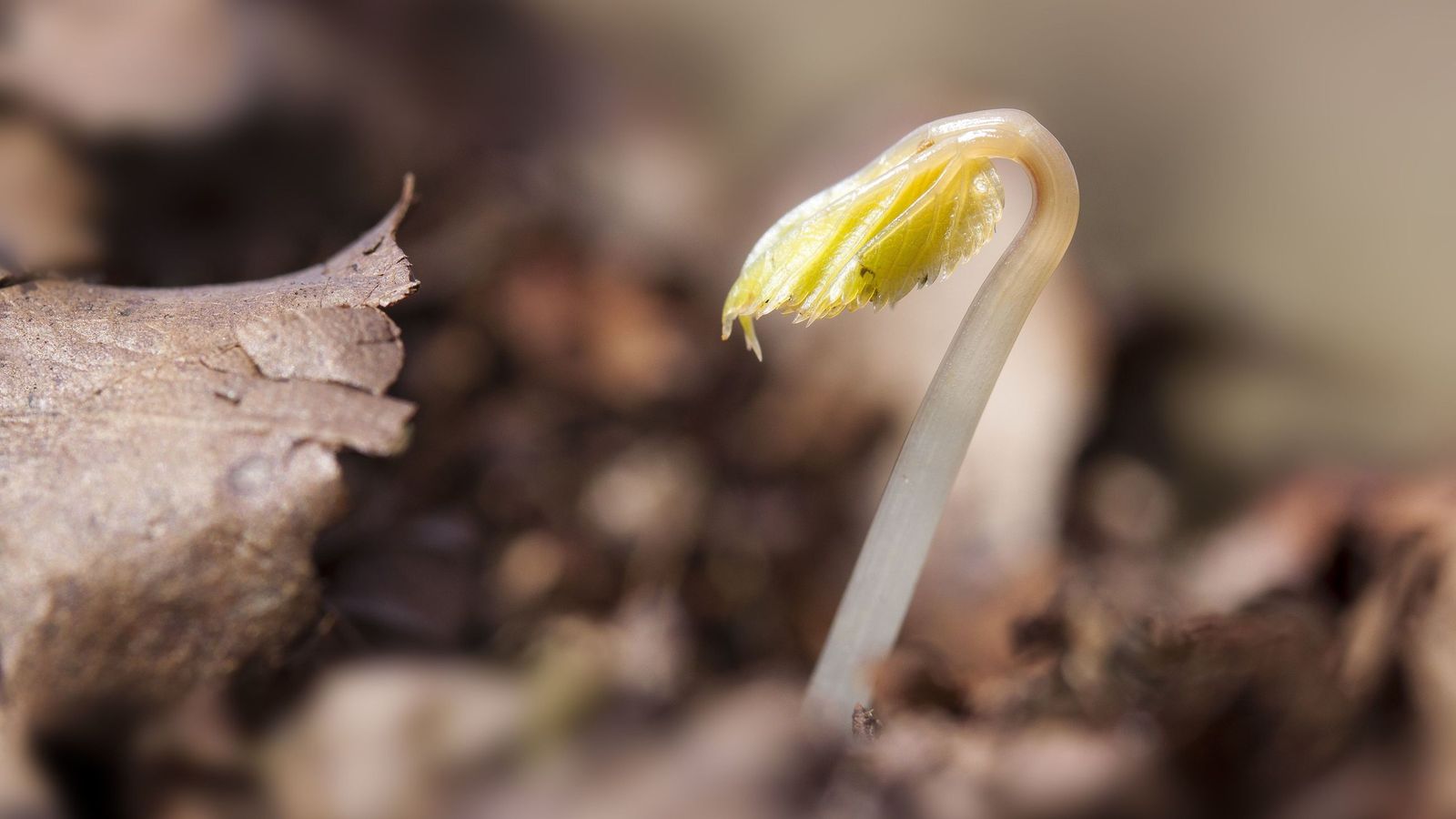 Germinado de una semilla