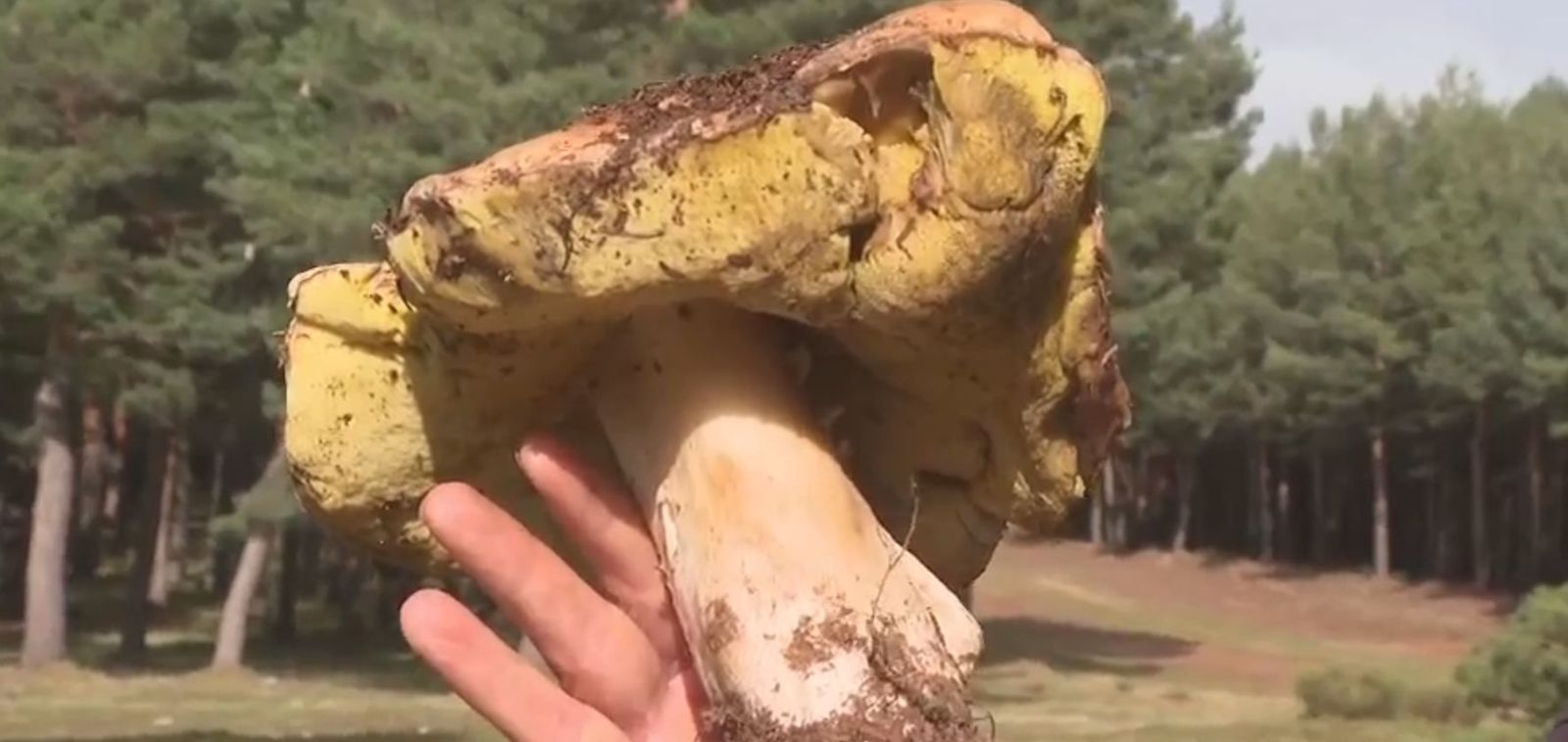 ¿Cómo recoger setas correctamente? Los agentes forestales lo explican en Telemadrid