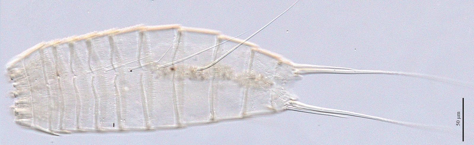 Kinorrinco, dragón del fango, descubierto por investigadores de la Complutense en la Antártidada
