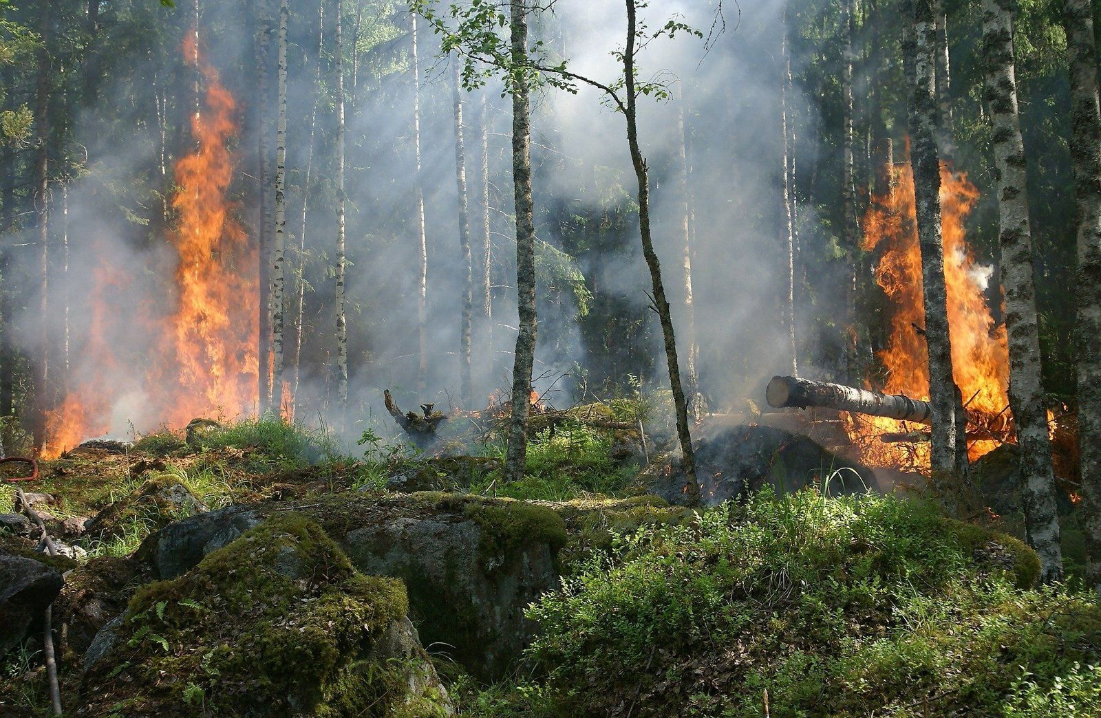 Las extremas olas de calor y los incendios, ¿consecuencias inevitables del cambio climático?