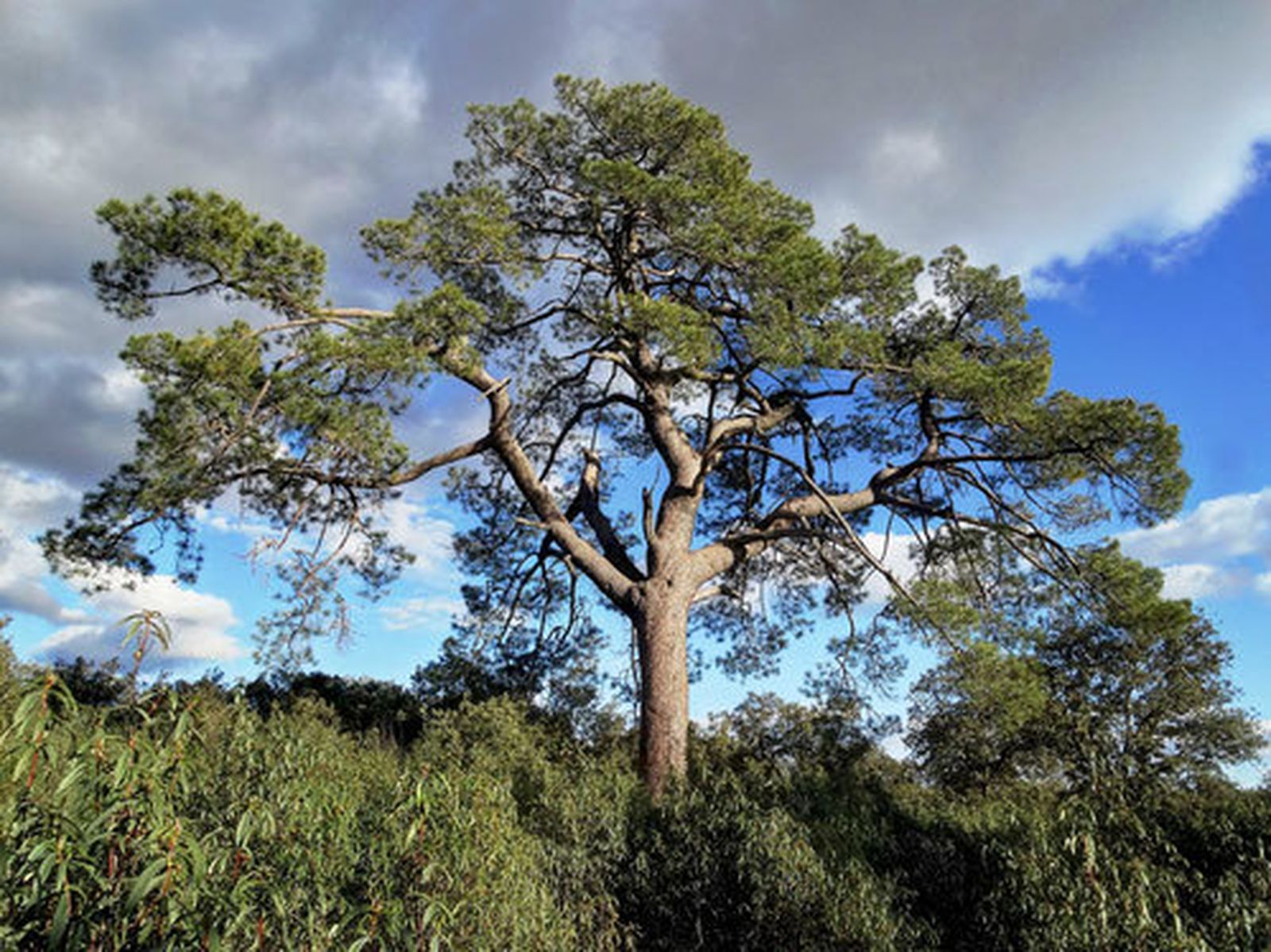 Pino alto de Peñarrubia en  Colmenarejo, árbol singular de la Comunidad de Madrid