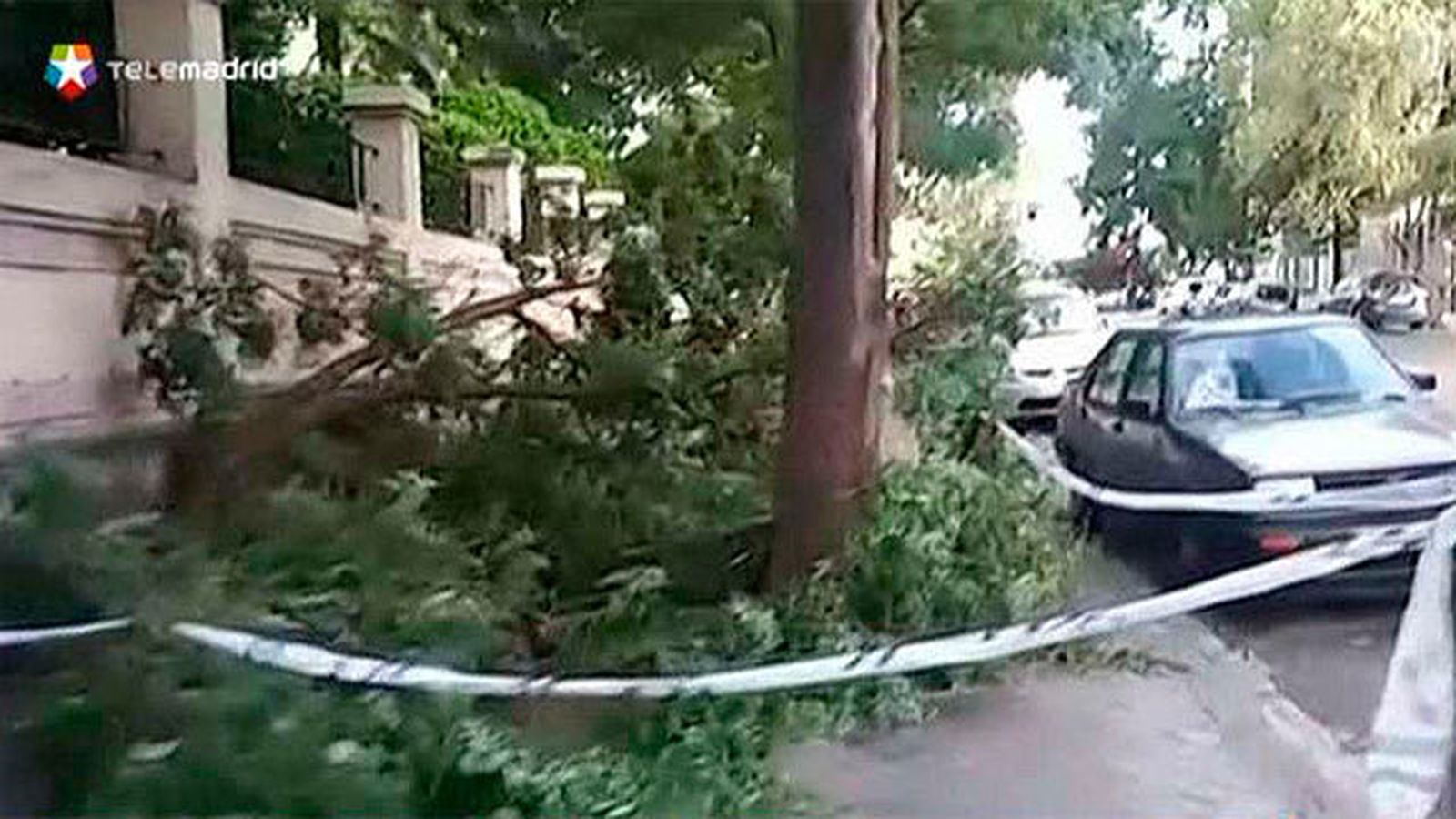 Arbol caído en el paseo Imperial