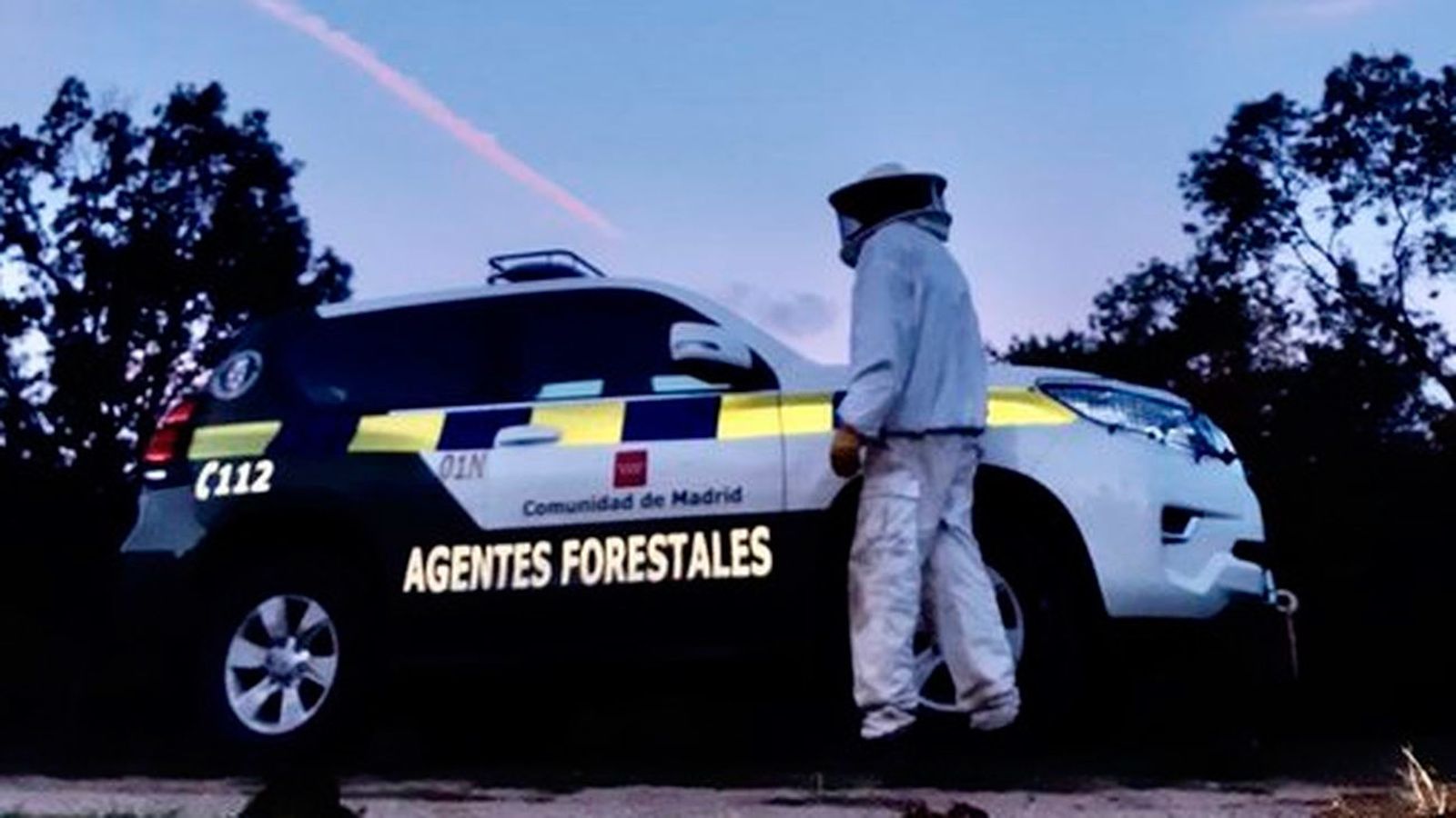 Agentes forestales de la Comunidad retiran un nido de avispones en Alameda del Valle