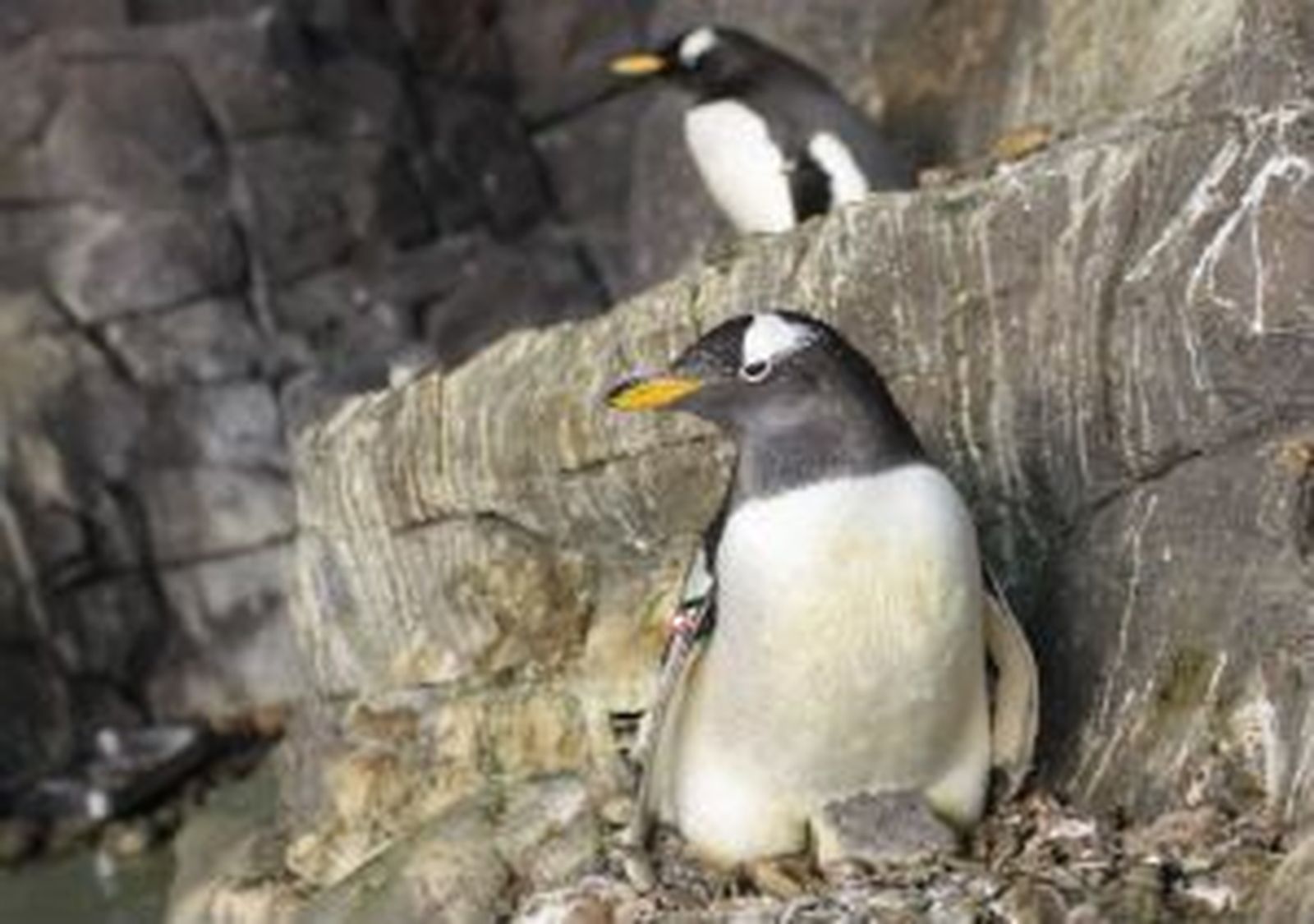Pinguinos
