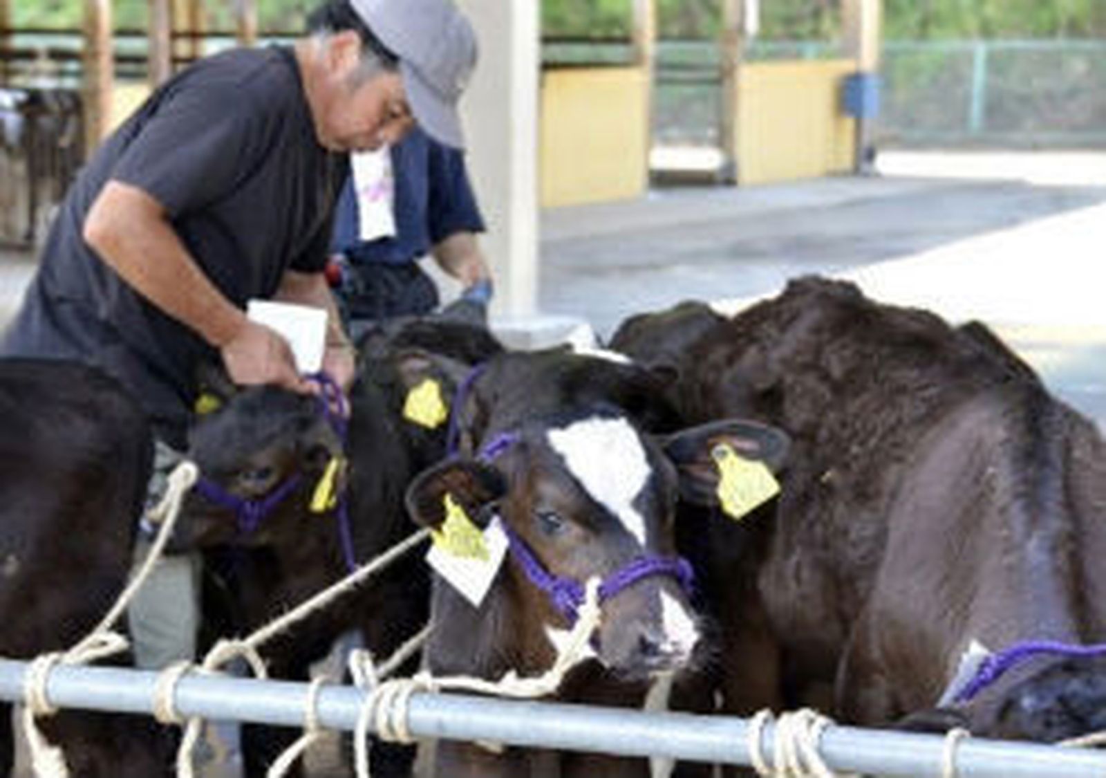 El Gobierno japonés prohíbe la distribución de carne vacuna de Fukushima