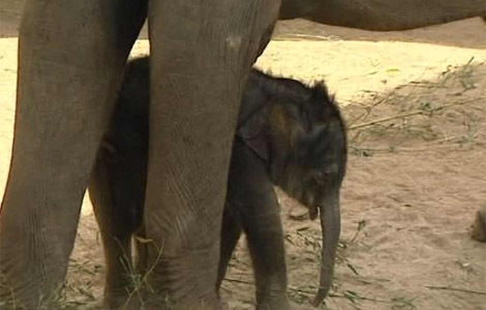 Presentado el pequeño elefante