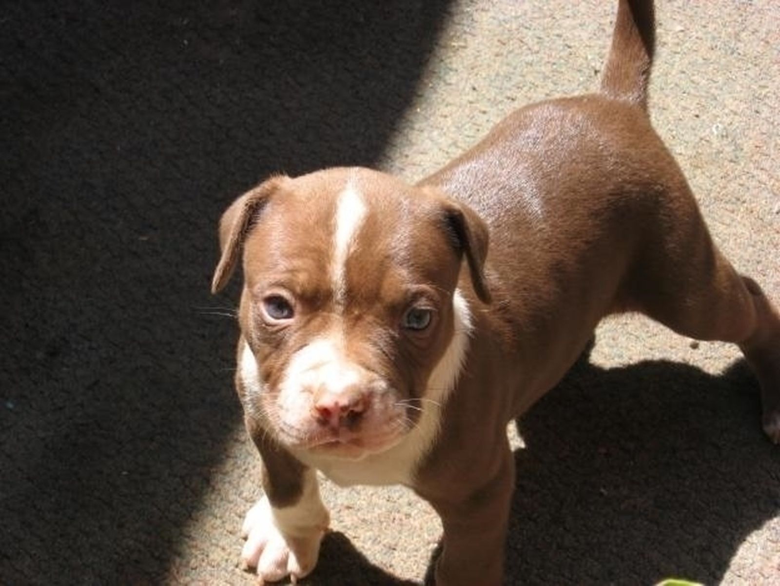 Cachorro de la raza pitbull