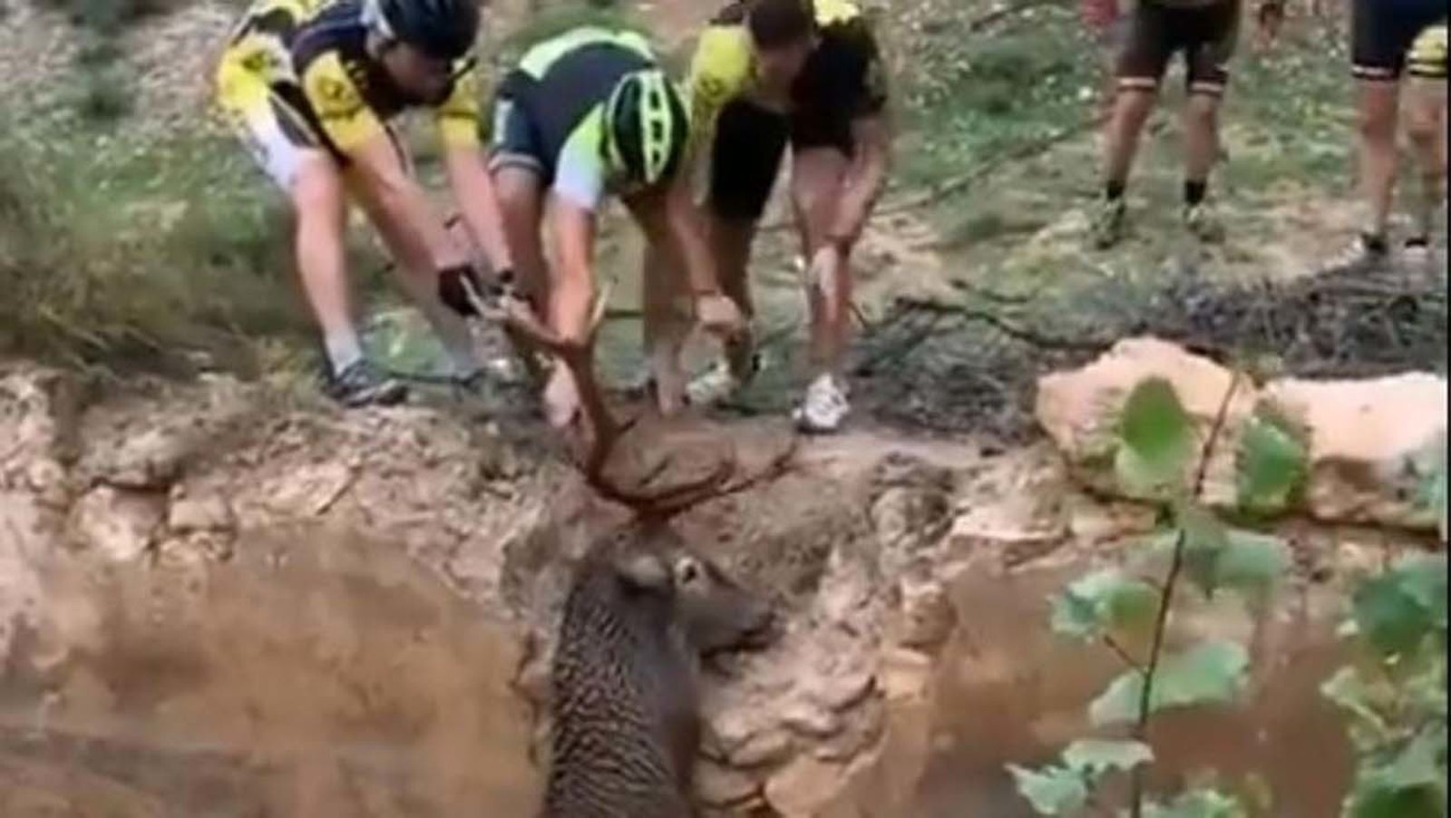 Unos ciclistas de Huéscar salvan a un ciervo de morir ahogado