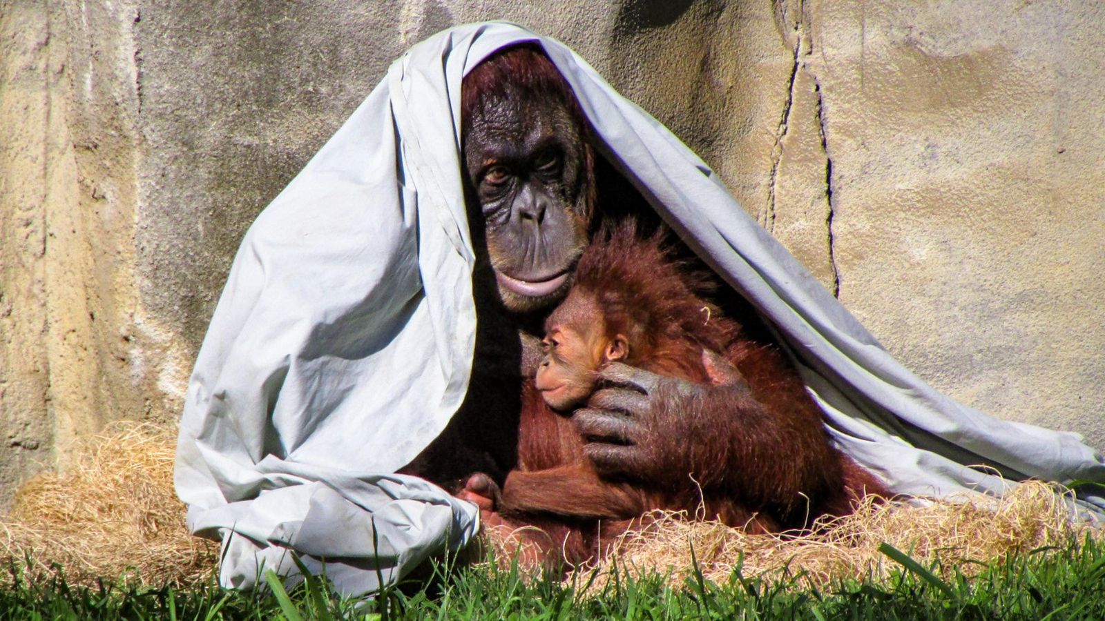 El instinto de protección en animales y humanos