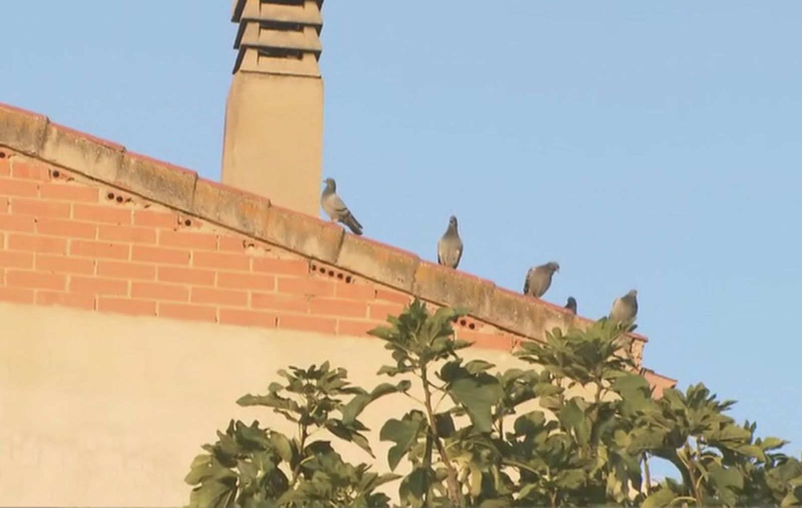 Los vecinos de Torrejón, desesperados por una invasión de palomas