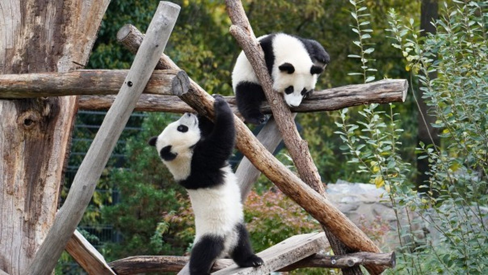 cachorros de oso panda