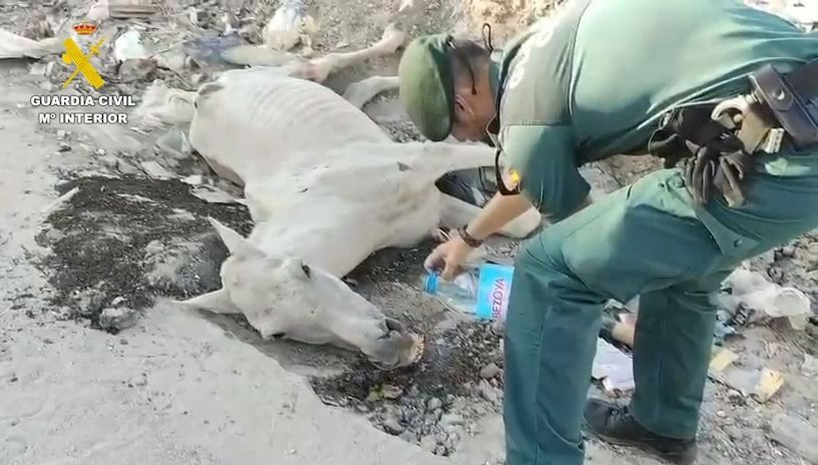 Investigan a un hombre por maltrato animal en Valdemingómez tras hallar un caballo agonizando entre basura
