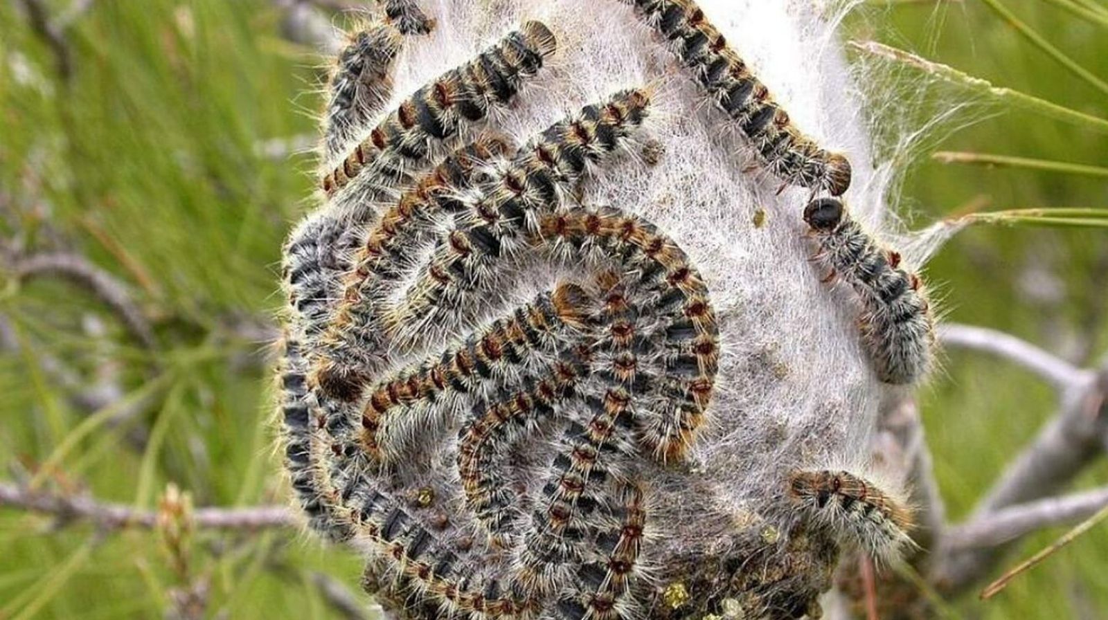 Orugas procesionaria