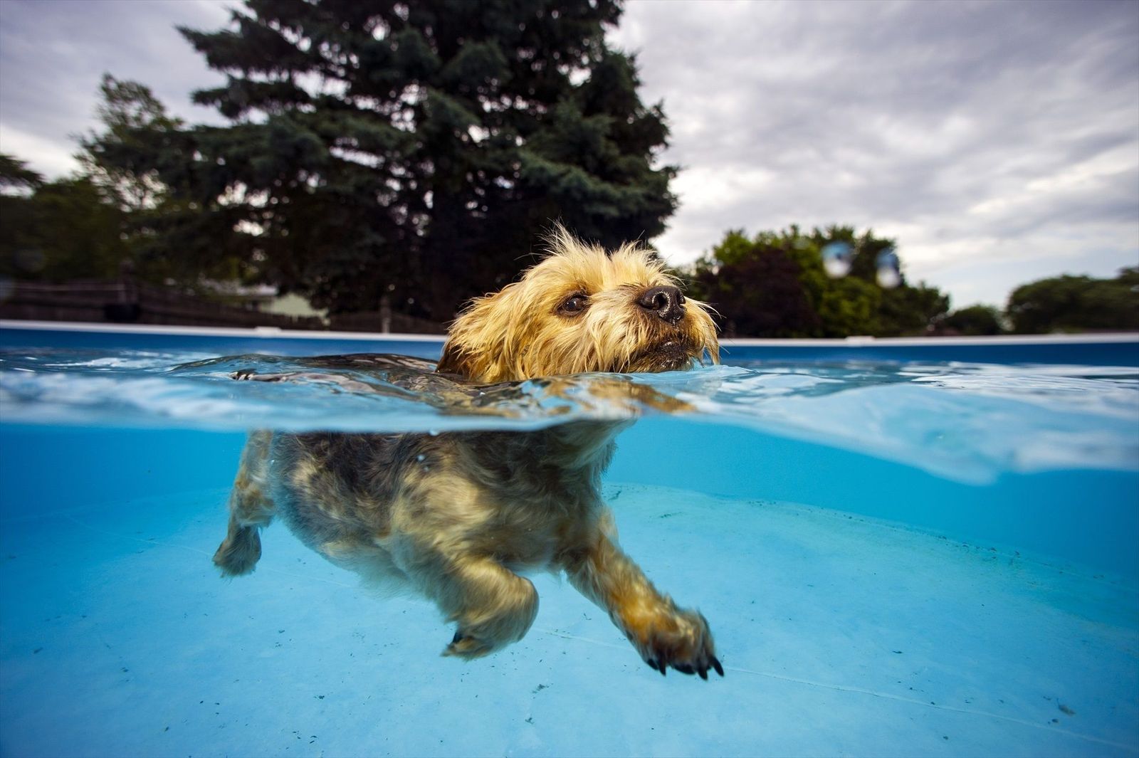 Cómo proteger a nuestras mascotas del intenso calor