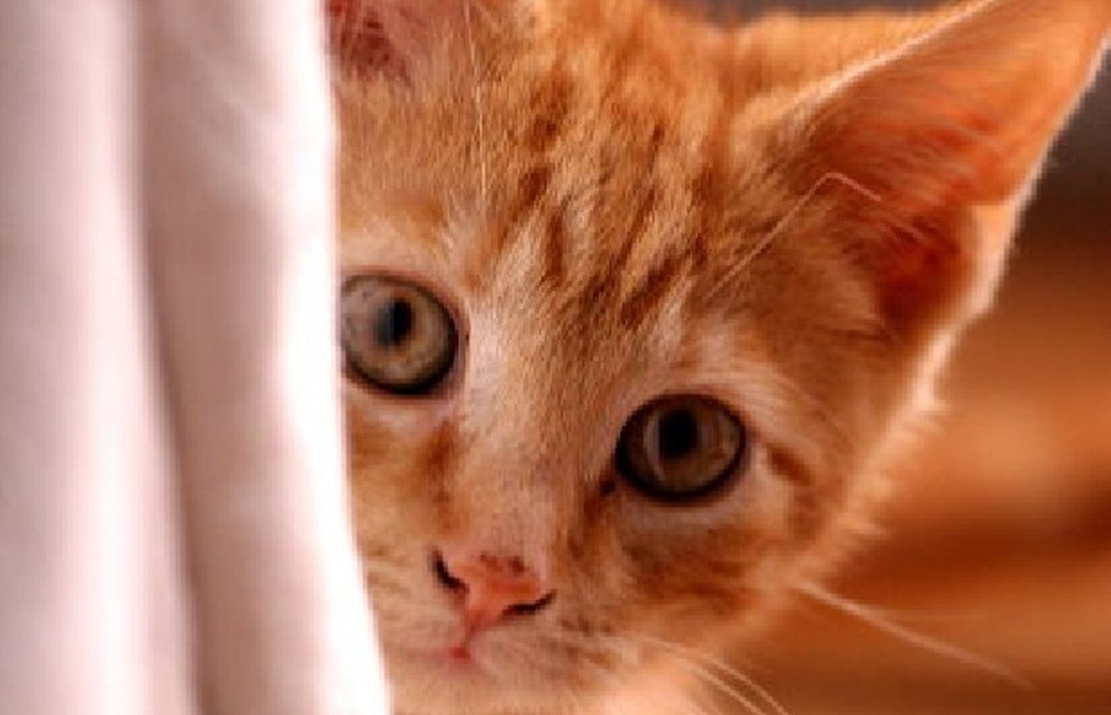 gato_98675