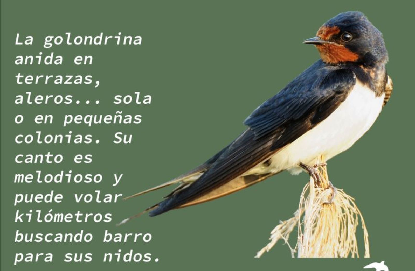 Ecologistas en Acción sensibiliza sobre la importancia de las aves migratorias con la campaña ‘Las tres mosquiteras’