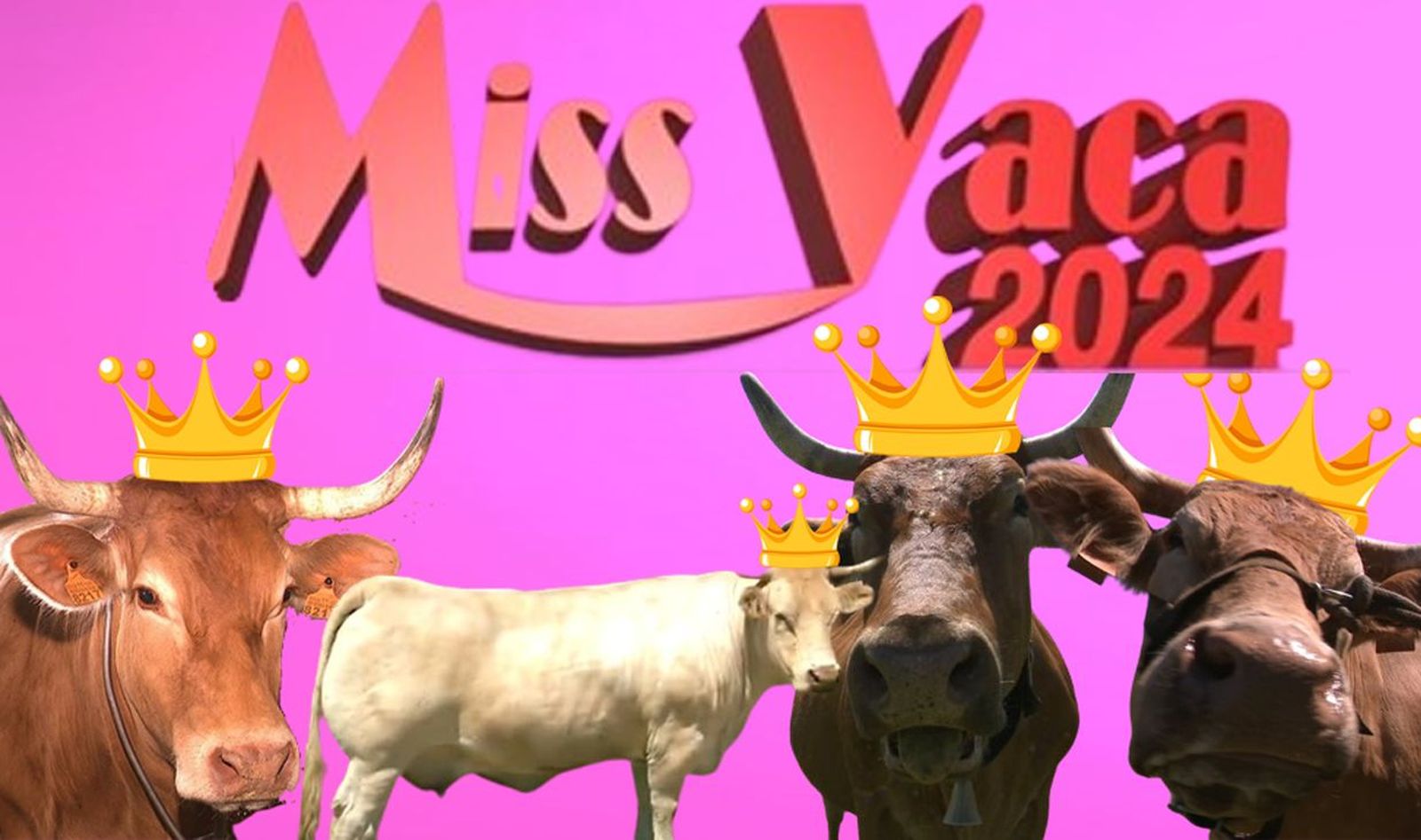 Gallarda, Navarra, Cuca y Parrula, cuatro hermosas rubias aspirantes a 'Miss Vaca Galicia' 2024