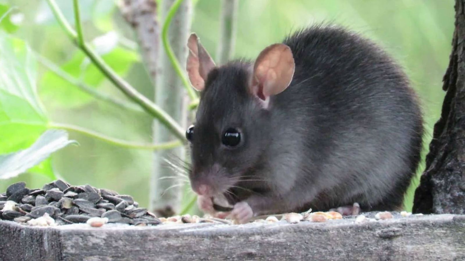 Rata negra