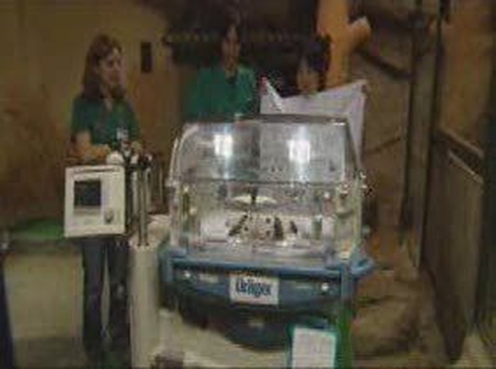 Pandas_2010107V0.wmv