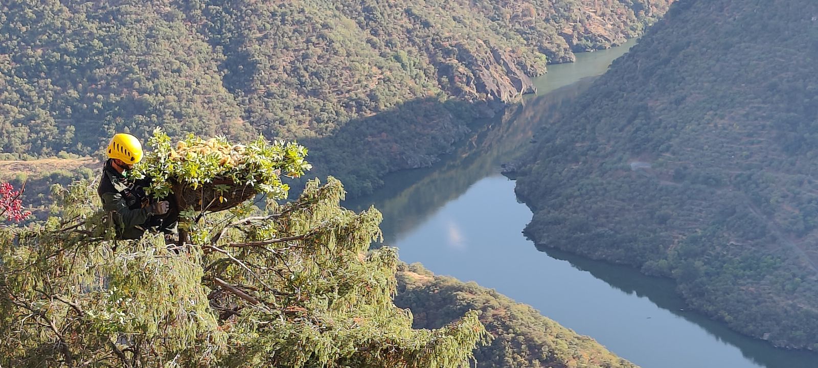 Un agente forestal coloca un nido para buitres negros en el Parque Natural del Duero Internacional (Portugal)