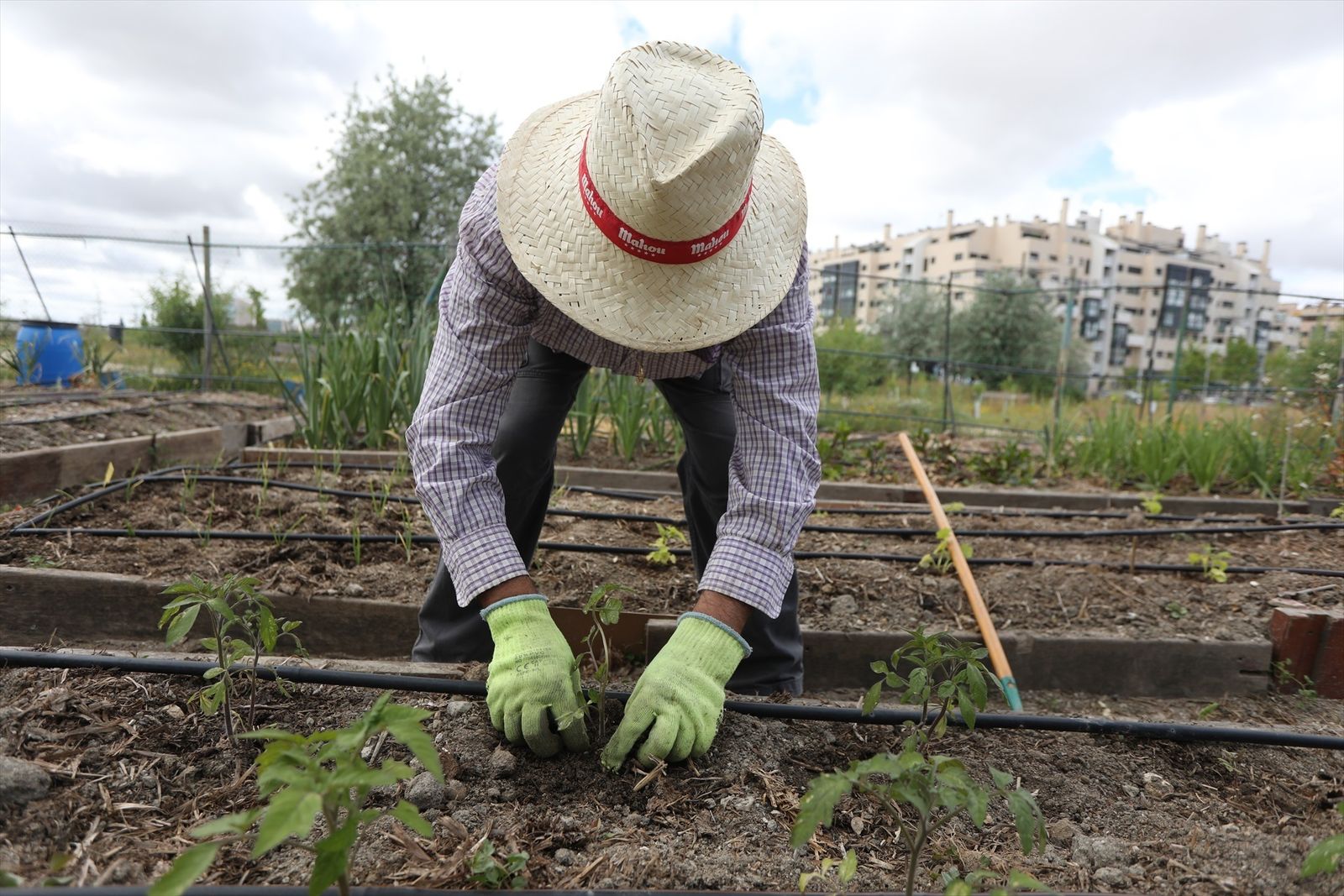 Un hombre trabajando en un huerto urbano