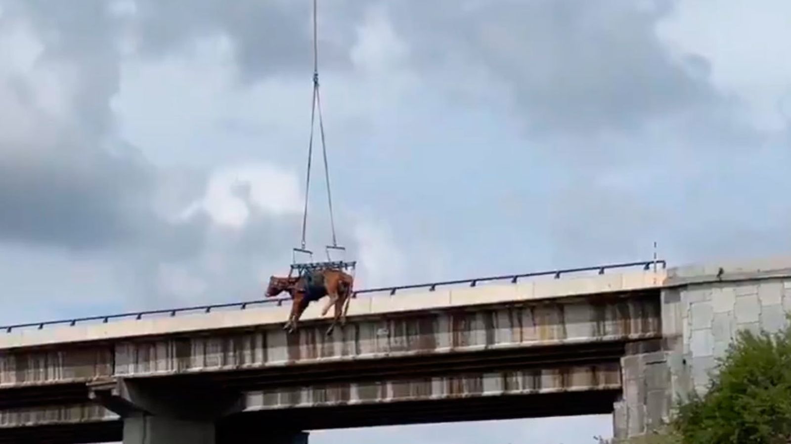 Un helicóptero del GERA rescata una vaca de un un terraplén en El Molar