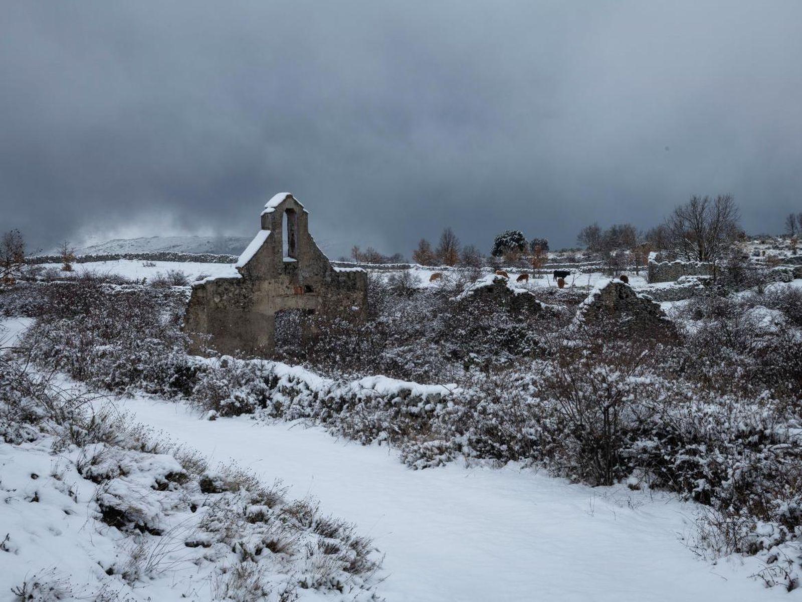 nieve
