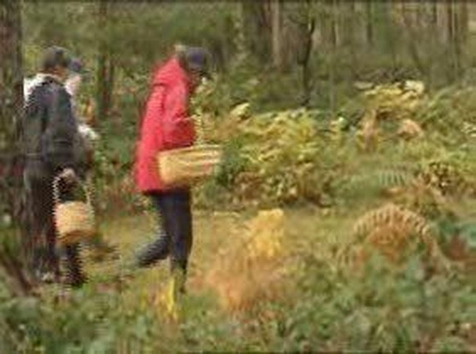 Setas_2010115V0.wmv