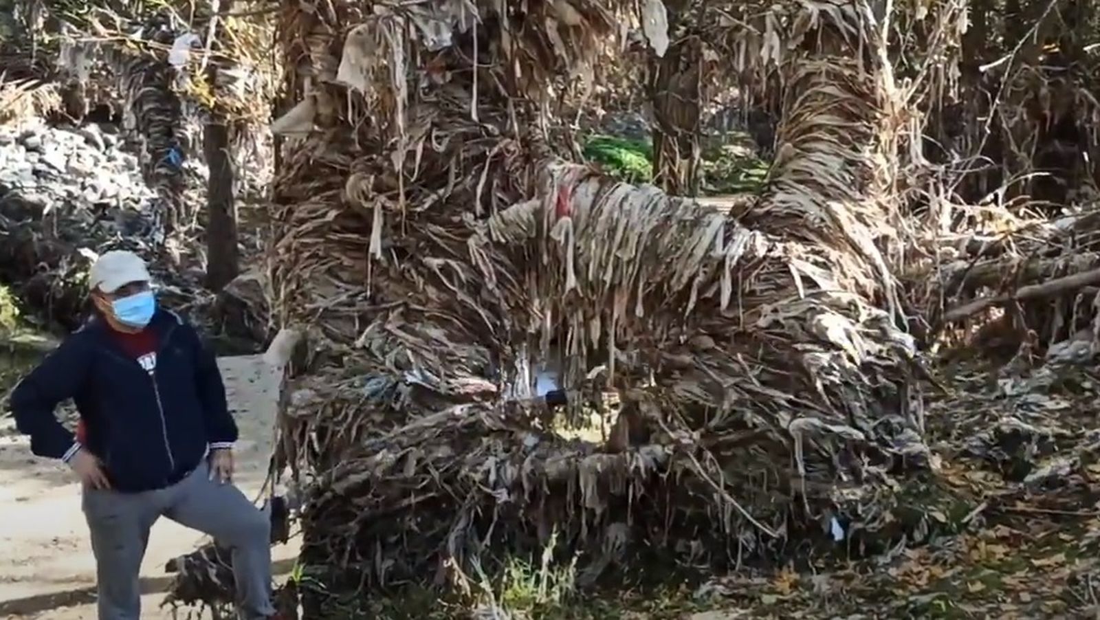 Vegetación del cauce del Jarama cubierta de toallitas y otros desperdicios