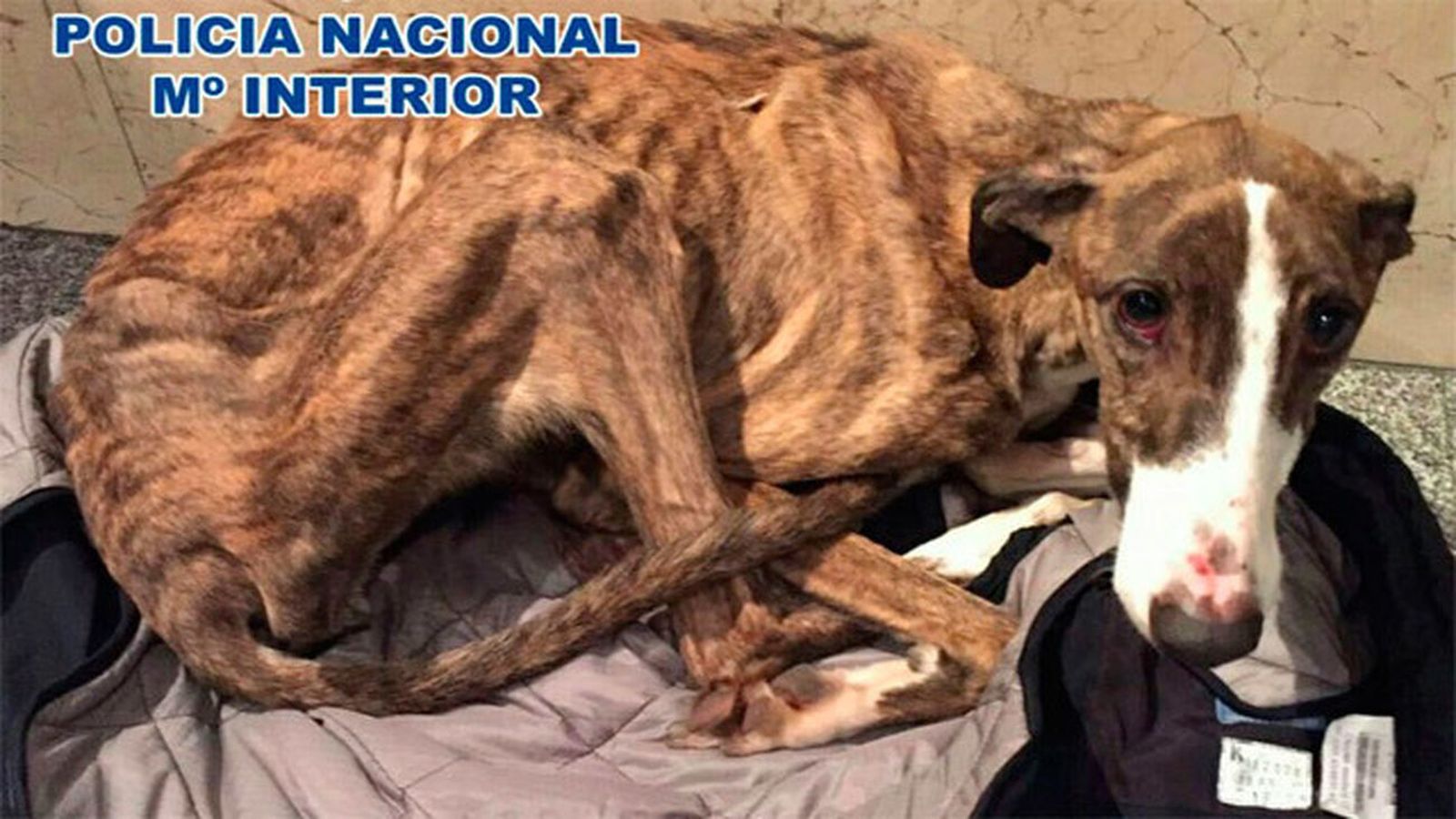 Galgo rescatado por la Policía Nacional tras ser abandonado en Usera