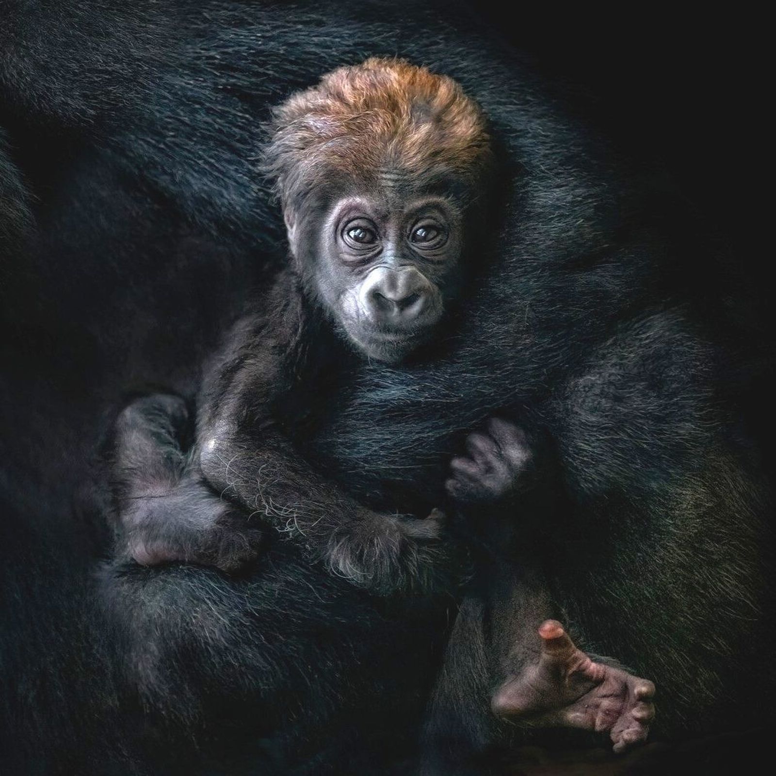 Sinar, el orangután; Hope, el elefantito; los ositos panda… y un bebé gorila que busca nombre: La vida se abre camino en el Zoo