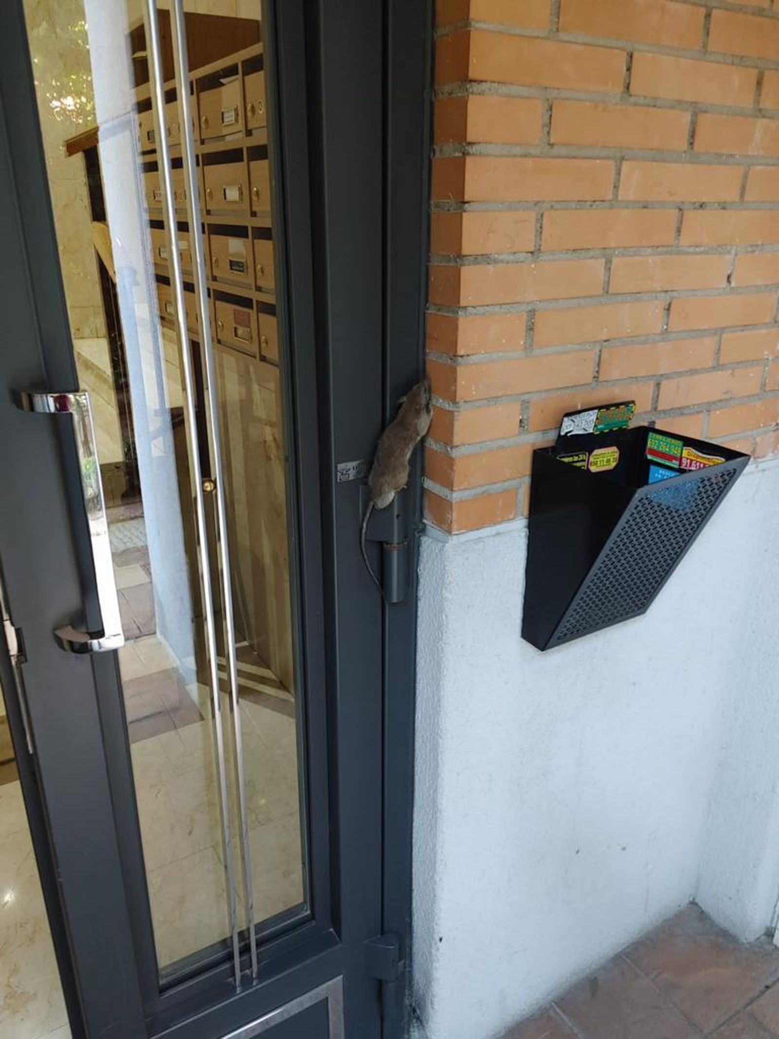 Una rata en el portal de un edificio residencial de Arganzuela