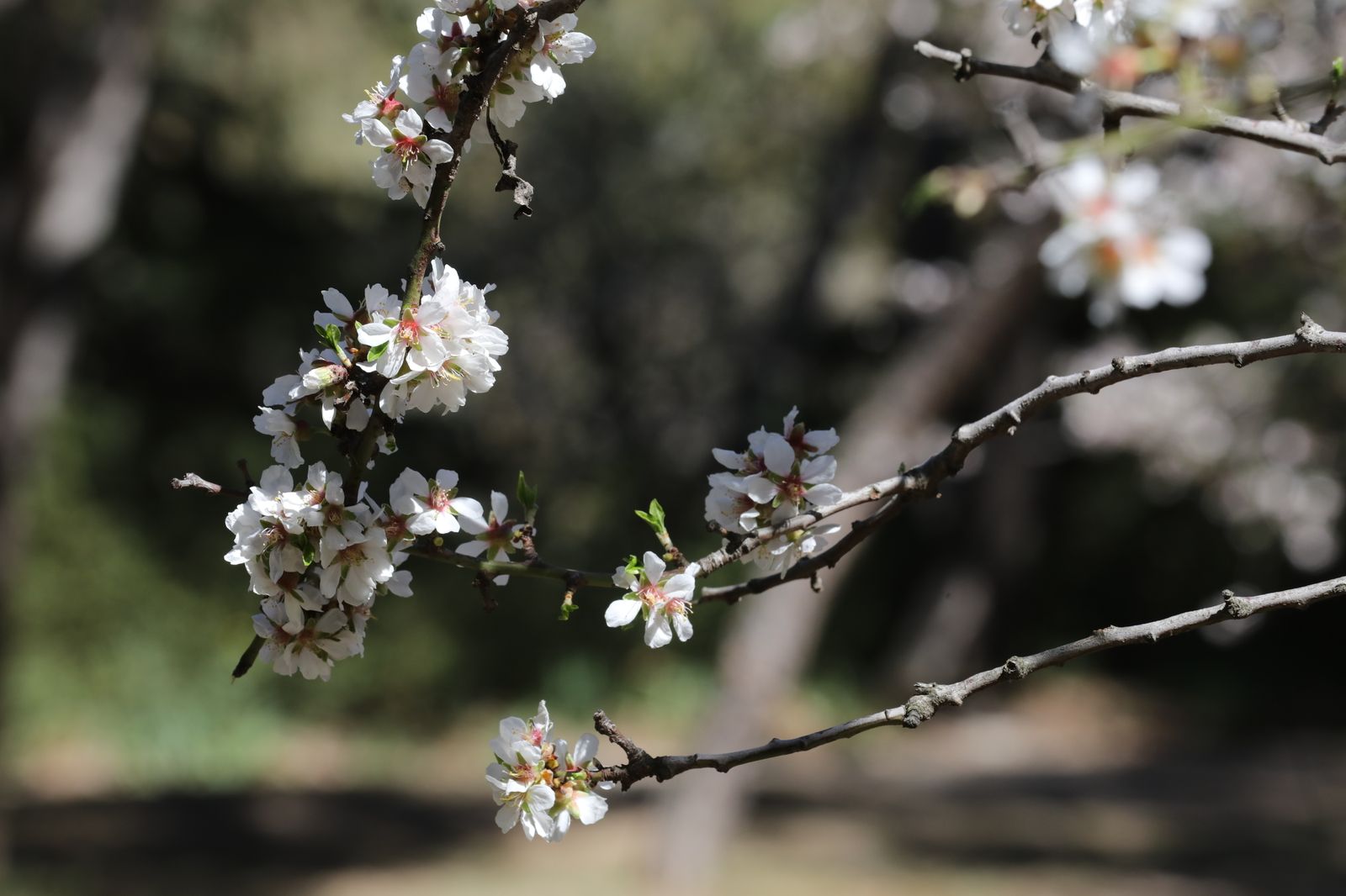Almendro en flor