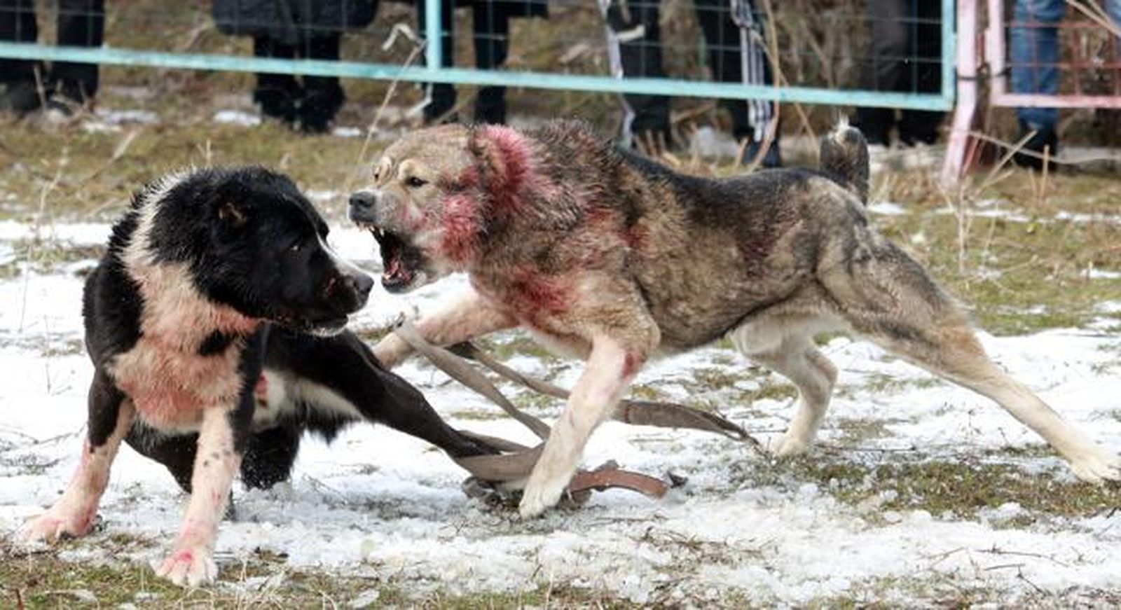 Una pelea de perros