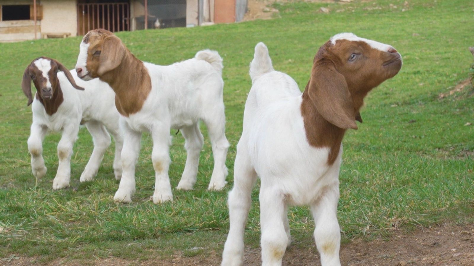 Una estancia rural con granja, huerto y rutas: Así es el agroturismo de Garganta de los Montes