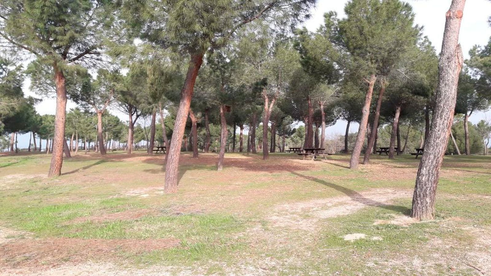 Dehesa Boyal