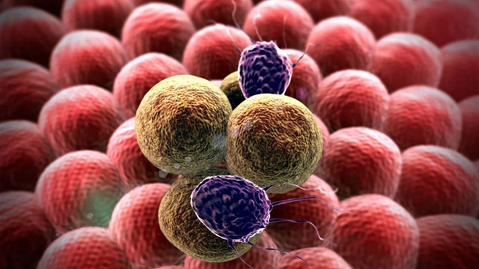 La inmunoterapia abre la puerta a una vacuna universal contra el cáncer