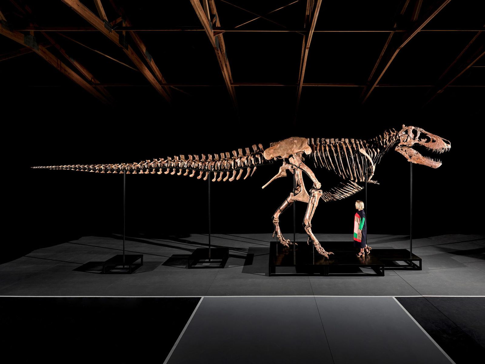 Gus, el dinosaurio T-Rex que se subasta en Nueva York
