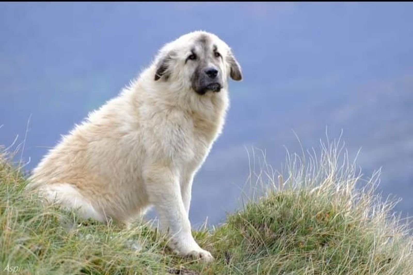 'chulo'