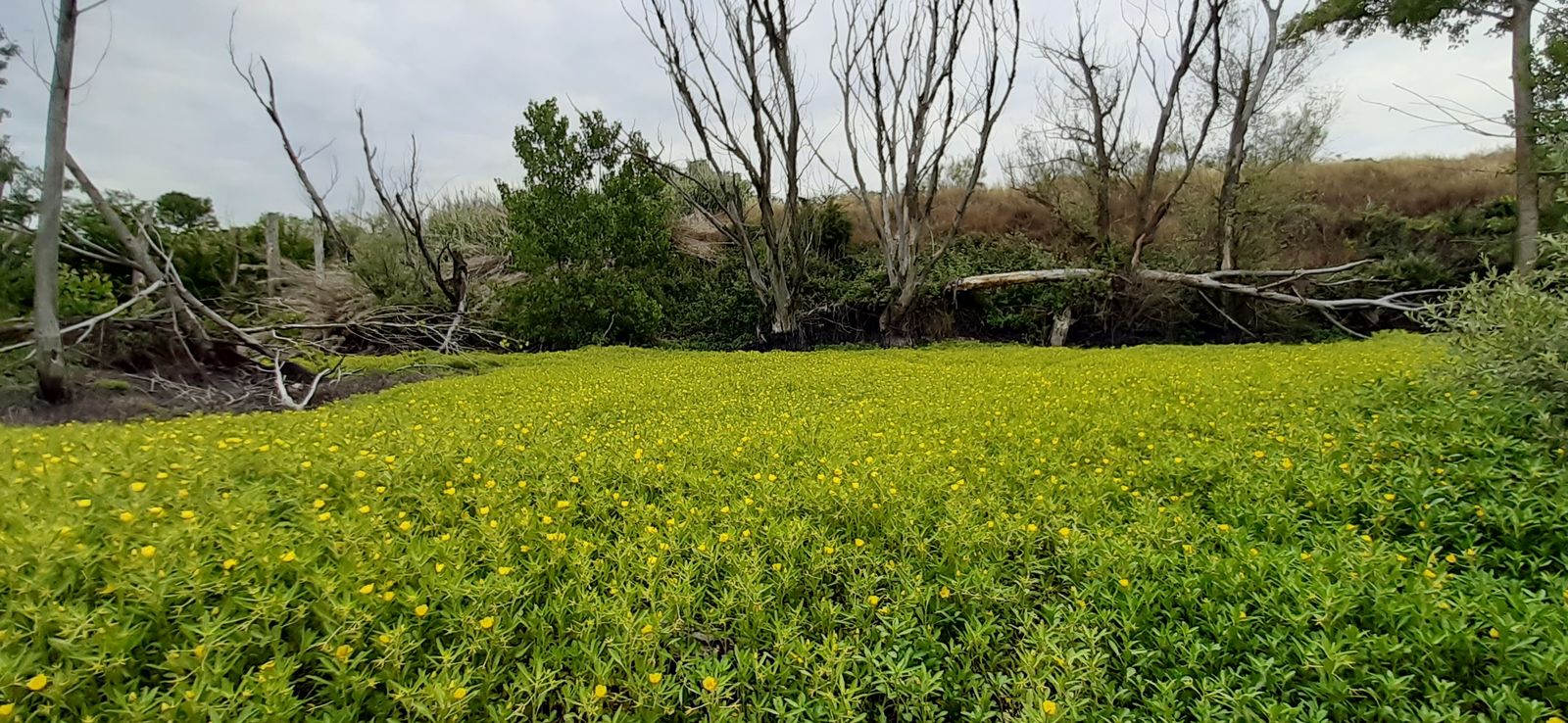 Imagen de una laguna de Madrid cubierta completamente por la especie invasora Ludwigia peploides
